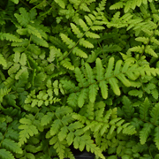 Hardy Fern Dryopteris affinis